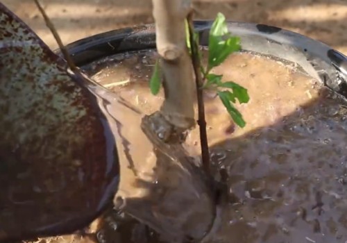石榴树夏天可以移栽吗2