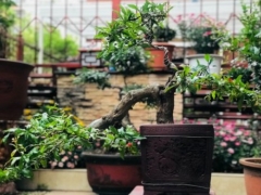 盆栽石榴休眠多长时间