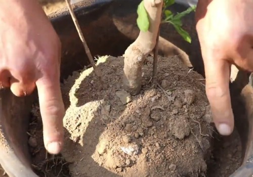 石榴树夏天可以移栽吗1