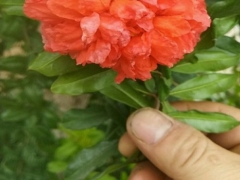 盆栽石榴不冬眠能行吗