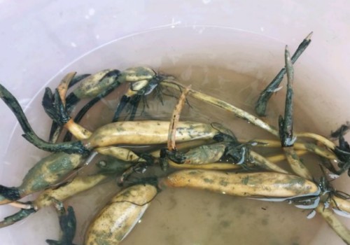 碗莲什么时候翻盆