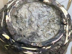 碗莲如何翻盆
