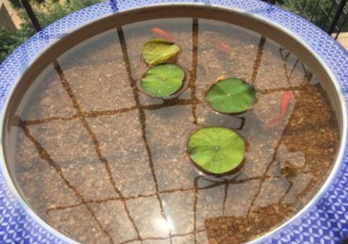 碗莲盆里可以养鱼吗