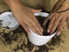 网购梅花裸根苗怎么上盆