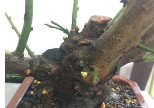梅花移栽注意事项