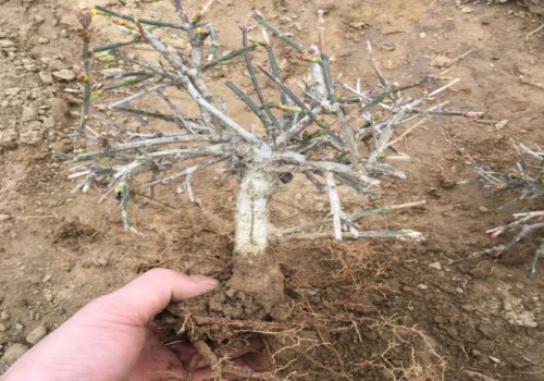 迎春花怎样移植成活