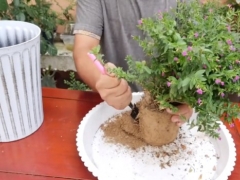 满天星盆栽种植方法