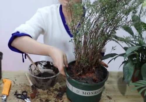 满天星换盆的技巧