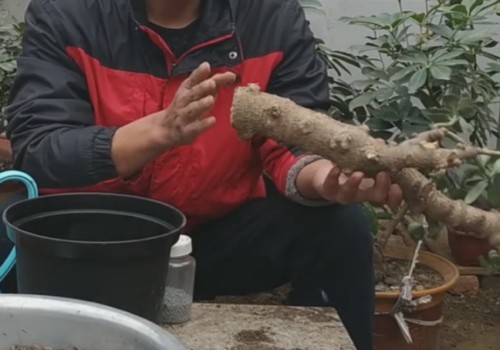 没有根的玉树老桩能栽活吗1