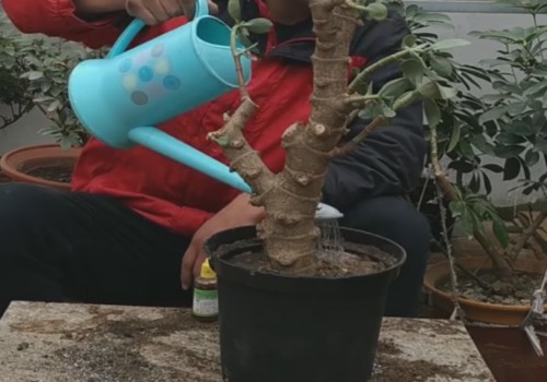 没有根的玉树老桩能栽活吗4