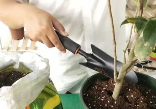 新买的茶花怎样换盆1