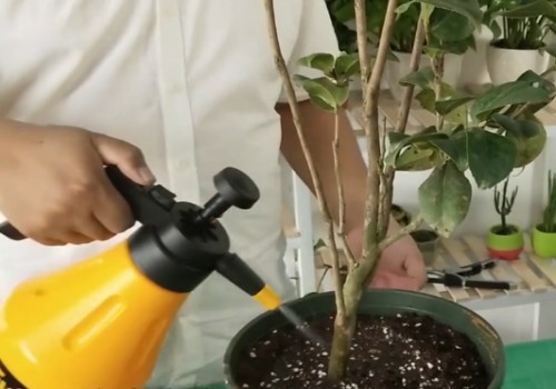 新买的茶花怎样换盆2