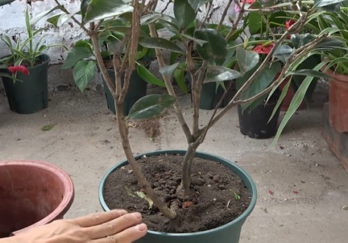 新买的茶花用不用换盆1