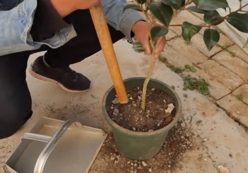 茶花盆栽种植方法2