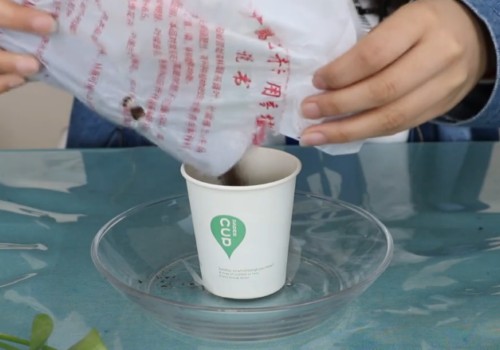 水培绿萝怎么移栽土培5