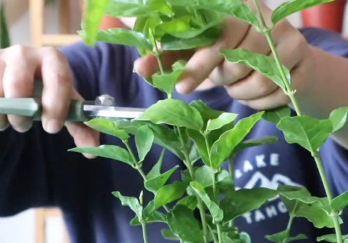 裸根茉莉种植方法1