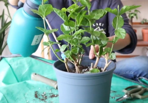裸根茉莉种植方法4
