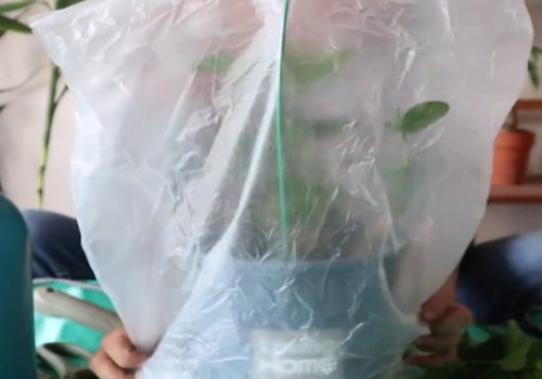 裸根茉莉种植方法5