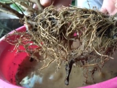 茉莉怎么移栽上盆
