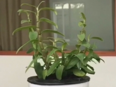 铁皮石斛盆栽方法图解