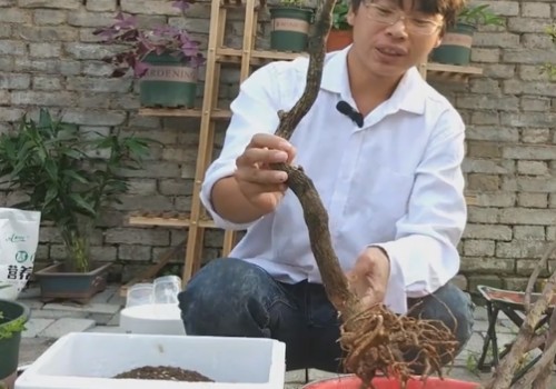 三角梅老桩怎么种1