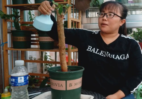 网购三角梅到货后怎么处理6