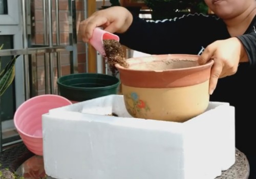 网购三角梅到货后怎么处理3