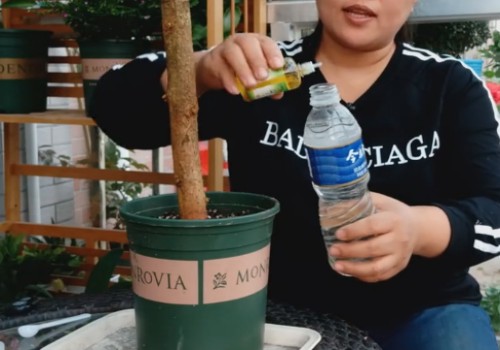 网购三角梅到货后怎么处理5