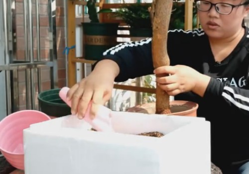网购三角梅到货后怎么处理4