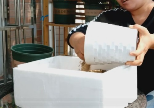 网购三角梅到货后怎么处理2