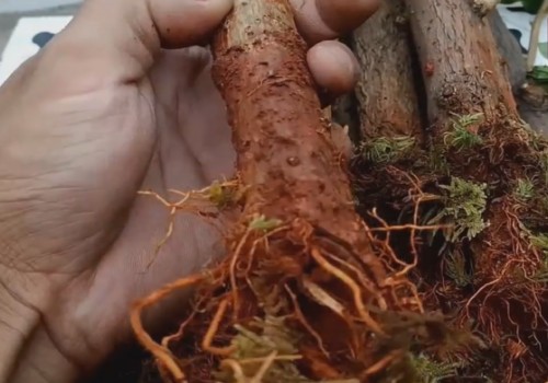 网购三角梅怎样缓苗才能成活1