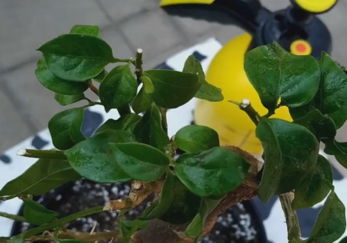 网购三角梅怎样缓苗才能成活