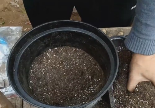 大丽花的块茎种植方法和过程3