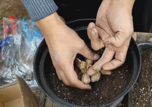 大丽花的块茎种植方法和过程4
