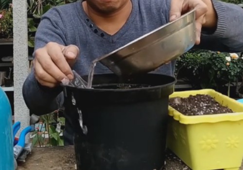 大丽花的块茎种植方法和过程7