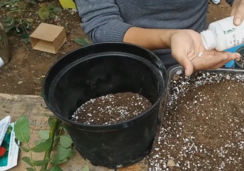 高压繁殖的月季怎么移栽上盆2