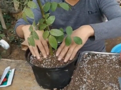 高压繁殖的月季怎么移栽上盆
