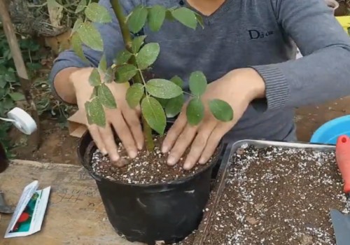 高压繁殖的月季怎么移栽上盆1