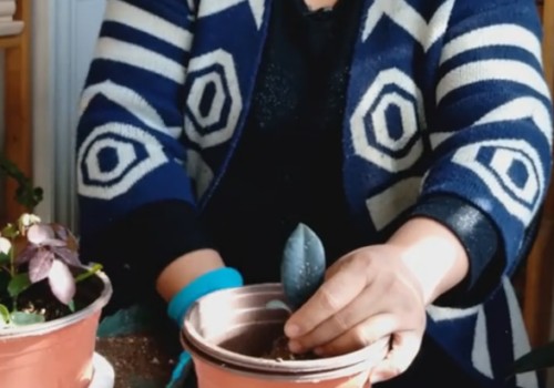 橡皮树的移栽方法