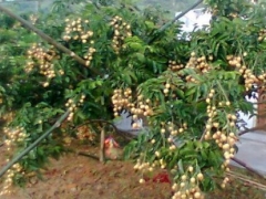 黄皮果适合在哪些地方种植——种植条件