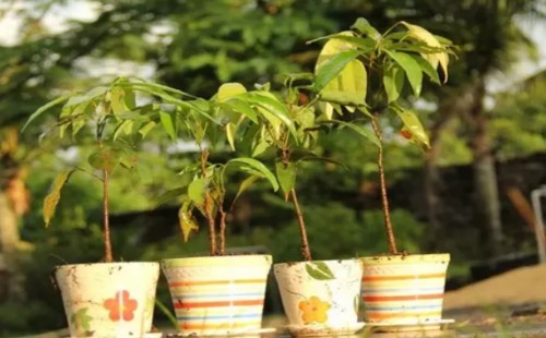 盆栽荔枝会结果吗