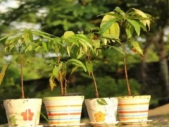 盆栽荔枝会结果吗