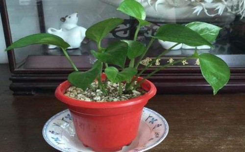 水培绿萝能土栽吗