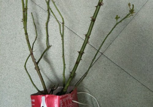 光杆月季怎么发芽更快