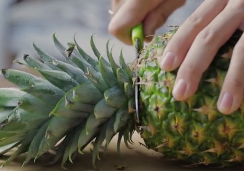 菠萝盆栽种植方法详细图解1
