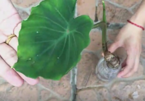 芋头盆栽的水培方法1
