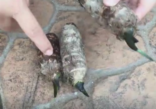 芋头盆栽的水培方法2