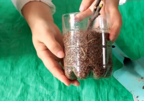 无花果移栽时间和方法1