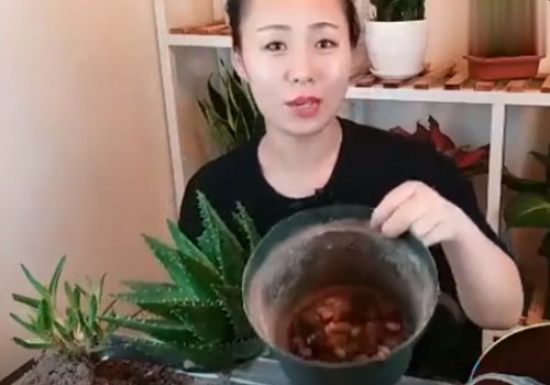 盆栽芦荟长得太高或长歪了不好看怎么办2