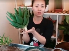 盆栽芦荟长得太高或长歪了不好看怎么办